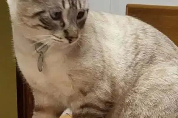Es un gato juguetón, sociable cuando quiere. Vive en un chalet y en ocasiones se iba pero siempre volvía, esta vez no ha vuelto