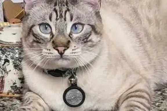 Perdido gato macho, Riba-roja de Túria, Pozuelo de Alarcon - juguetón y amigable - photo