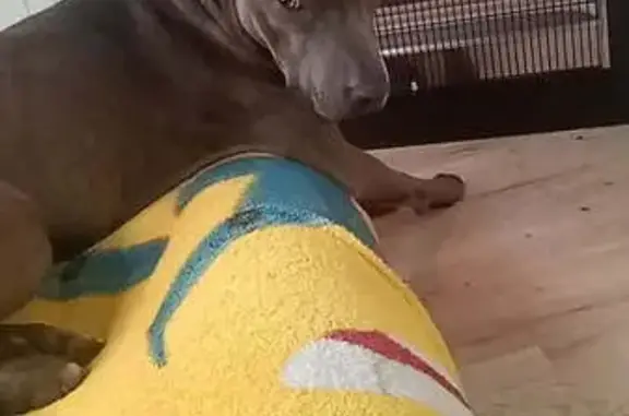 Lost dog, Richmond Road, Sydney - small blue brindle staffy female - photo