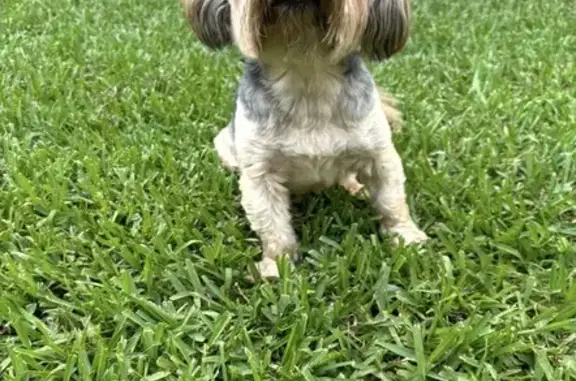 Lost dog, Logan City, Queensland, Waterford - shy dark grey and beige Yorkie - photo