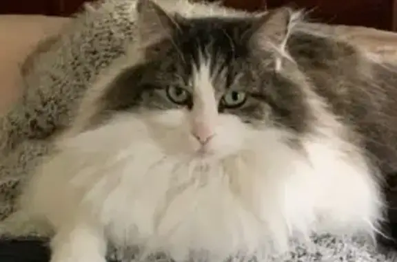 Lost cat, Robin Hood Way, 6, Baw Baw, Drouin - female domestic long hair - photo