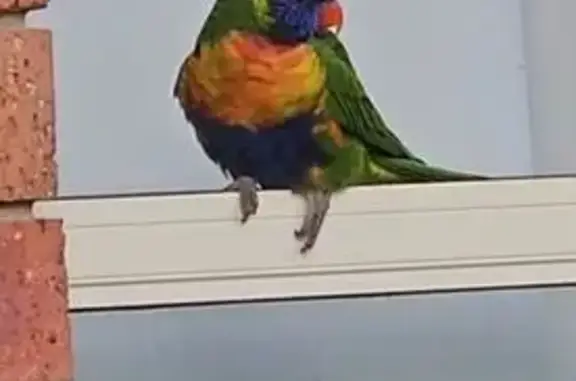 Lost bird, Grierson Drive, 47, Maroondah, Mount Dandenong — friendly lorikeet - photo