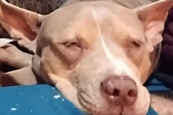Lost dog, Chilton, Texas, Schertz — female, super sweet and friendly - photo