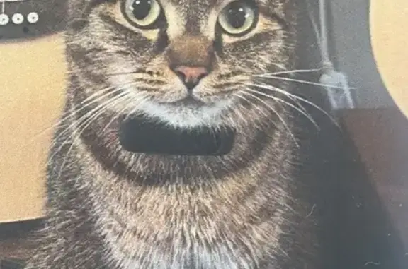 Lost cat, Chuter Avenue, 44, Bayside Council, Strathfield - brown tabby, grey fish-patterned collar - photo