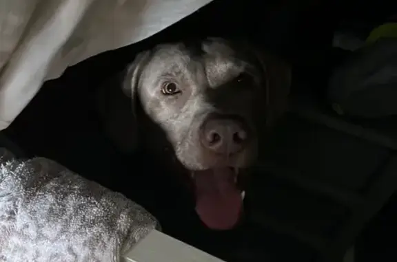 Lost dog, Wisconsin Street, 15488, Detroit - silver lab with an American flag collar - photo