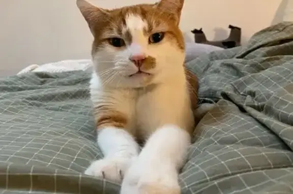 Lost cat, Lodge Street, City of Sydney, Sydney - ginger and white, stumpy tail - photo