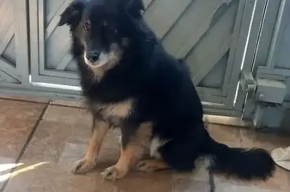 Ela é mestiça, com pelos pretos e manchas marrom e funcinho branco, por ser já de idade
