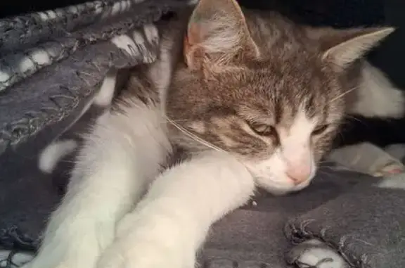 Lost cat, Beaconsfield Terrace, Adelaide, Marion - female kitten with a pink coat - photo