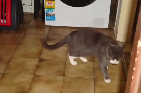 Lost cat, Langman Grove, 25, Norwood Payneham and St Peters, Adelaide - grey with white chest, belly, paws and chin - photo