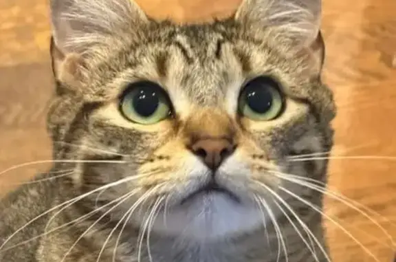 Cherry is a nearly 2-year-old grey/brown tabby with black stripes, green eyes, and weighs about 7-8 lbs. She went outside after dinner on the 26th and never came back. She's microchipped but, unfortunately, not wearing her collar. She's sweet as can be but is probably scared.