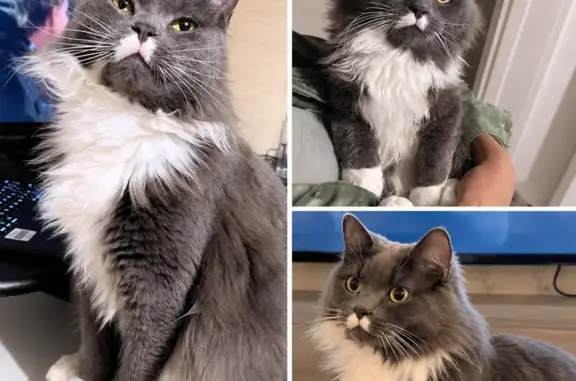 Lost cat, Lorraine Crescent, 24, Hume City, Melbourne - grey coat, white chest and paws - photo