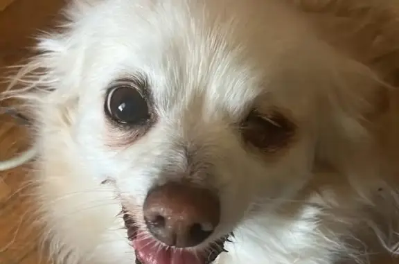 Lost dog, Avery Avenue, 805, Syracuse - female, blind in left eye - photo
