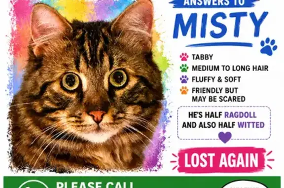 Lost cat, Ullapool Road, 73, Melville, Strathfield - male tabby, very uncoordinated - photo