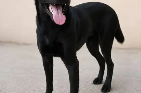 Lost and found pets Singapore, photo: Lost dog, Opp Orchid Country Club, Singapore, Sengkang - female, medium-sized, completely black