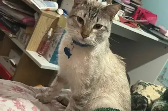 Búsqueda de mascotas, foto: Perdido gato macho, Zacualtitla, 23, Ecatepec de Morelos - gatito blanco con gris y colita rayada