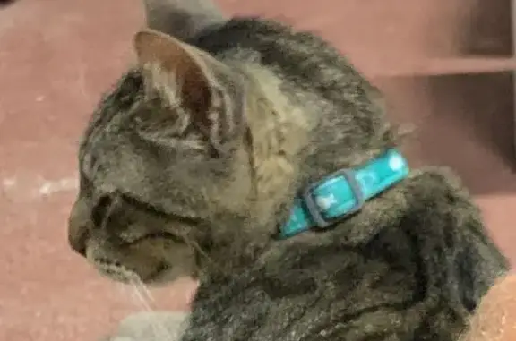 Perdido gato masculino, Las Barracas, Región de Murcia, Madrid - con collar turquesa y microchip - photo