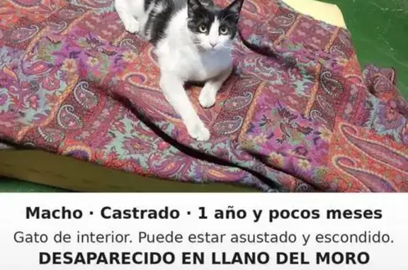 Color blanco y negro tiene como la línea hecha en los ojos, es asustadizo