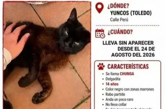 Perdido gato hembra, Calle Peru, 8, Parla - muy cariñosa y delgada - photo