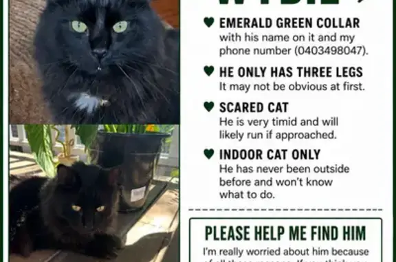 Lost cat, Marnham Street, 50, Logan City, Rochedale - black with a white chest patch, three legs - photo