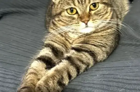 Perdido gato hembra, Calle Fosforito, 9, Los Barrios, Algeciras - patas cortas y cara medio chata - photo