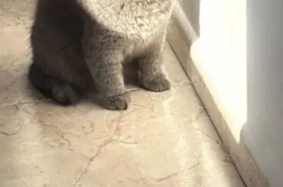 Perdido gato hembra, Carrer d'Isaac Albéniz, 26, Barcelona - cojea porque le falta el pie derecho - photo