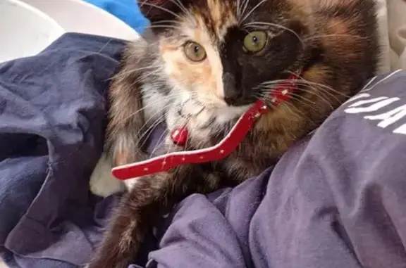 Lost cat, Xavier Street, 2, Bunbury, Harvey — 9wk old tortoiseshell kitten - photo