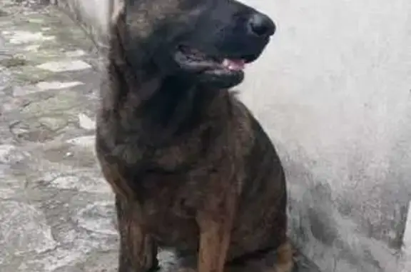 Búsqueda de mascotas, foto: Encontrado perro hembra, Avenida de los Ahuehuetes, 35, Naucalpan de Juárez, Naucalpan de Juarez - mestiza tipo pastor atigrada