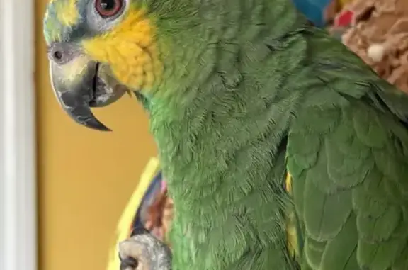 Lost bird, Geary Drive, Middle...