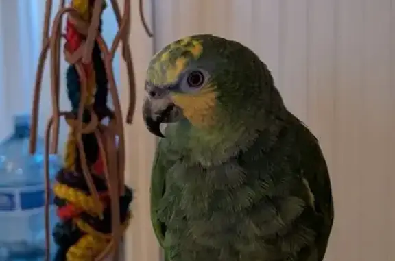 Lost bird, Geary Drive, 197, M...