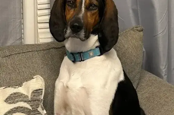 Missing dog Norfolk, photo: Lost dog, West 38th Street, 1341, Norfolk - male