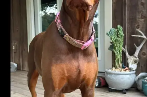 Missing dog Crystal Springs, photo: Lost dog, Walls Lane, Crystal Springs - red Doberman, no collar