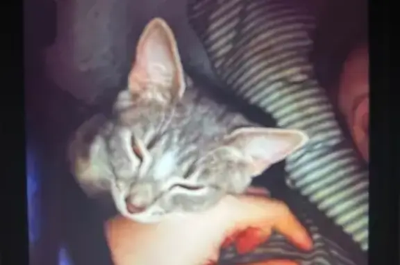 Lost cat, Walker Lake Road, 2205, Mansfield - female gray tabby with white markings - photo