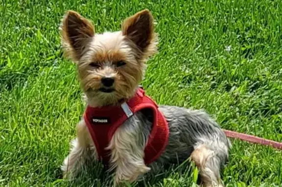 Lost dog, Newton Avenue, 270, Riverhead, Hampton Bays — male, red harness - photo
