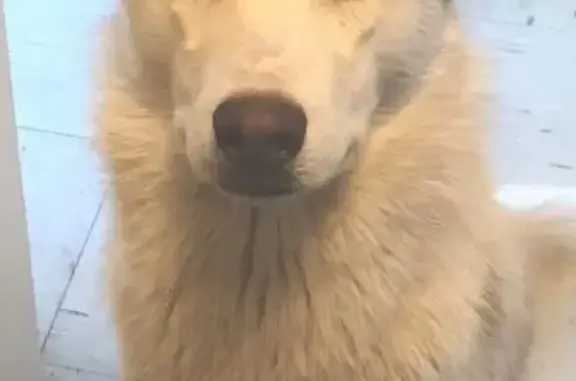 Tan, light brown, after my son pulled trash cans up he didn’t make sure side gate was closed. He likes to come in the house in summer when it’s hot but sleeps outside at night. He’s very active he’s a Husky and he may have taken the trail the way we walk