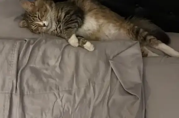 Lost cat, South Moore Drive, 2630, Denver - male tabby - photo