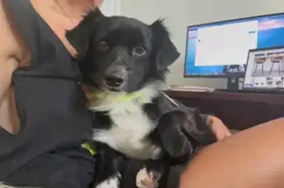 Lost dog, Lincoln, Nebraska, Omaha — scared rescue - photo
