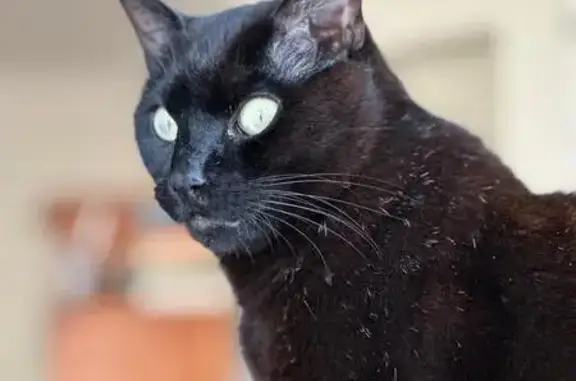 Perdido gato macho, Camiño Castro Castriño, 31, Vigo | negro, ojos verdes y castrado - photo