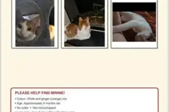 Lost cat, Jean Armour Drive, 4...