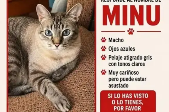 Perdido gato macho, Calle Pintor Alonso de Monreal, 12, Lorca — gris claro atigrado y ojos azules - photo