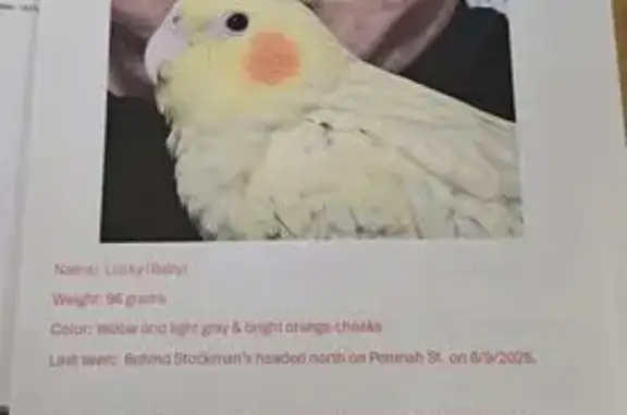 Lost bird, Locust Street, 1501...