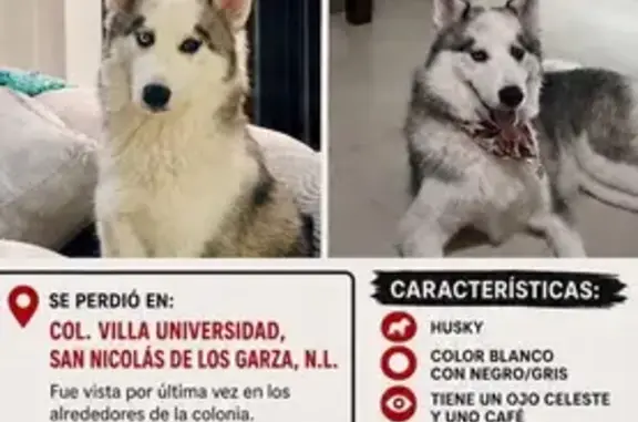 Perdido perro hembra, San Nicolás de los Garza, Nuevo León, Mexico City - husky muy amigable - photo
