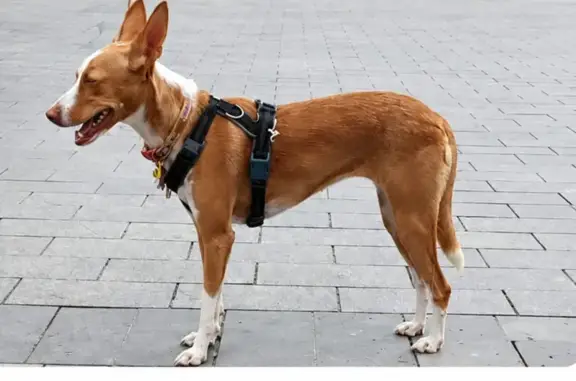 Es una perrita. Se escapó del pipican. Es asustadiza. Es una perra adoptada hace poco, y no conoce la ciudad. Es marrón, pequeña, como si llevase calcetines blancos. Arnés negro.