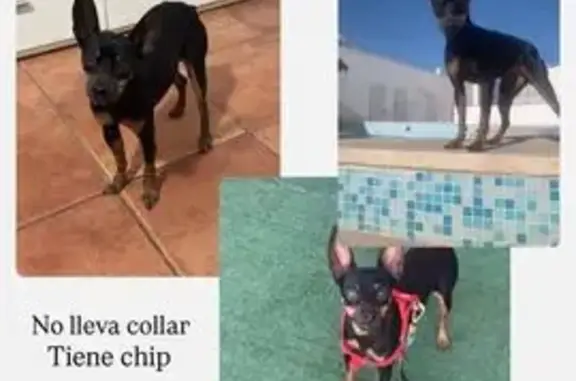 Perdido perro hembra, Camino los Molares, 12D, Utrera - Pincher de 10 años, rabo corto y castrada - photo
