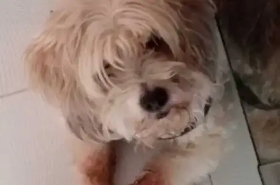 Búsqueda de mascotas, foto: Perdido perro macho, Sur 24, Ciudad de México - pata delantera rasurada