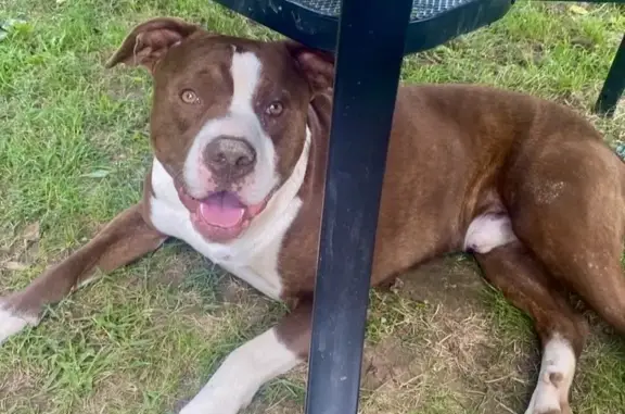 Lost dog, Glendale Hodgenville Road West, 1405, Glendale — reddish brown with white markings, blue collar - photo