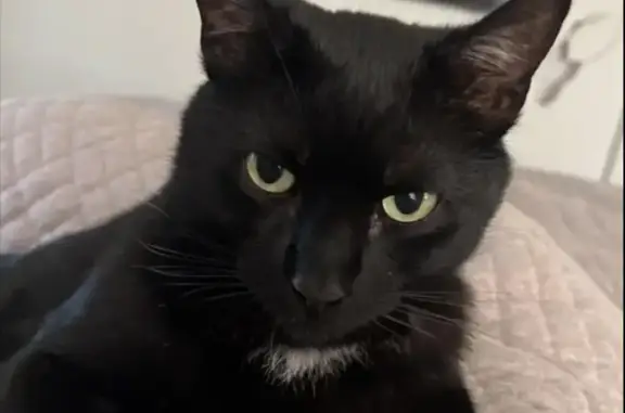 Lost cat, Pine Street, Blue Point, Jersey City - black cat with a white tuft on the neck - photo