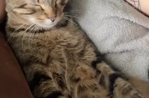 Lost cat, Northwest Roanridge Road, 7831, Kansas City — gray-brown striped, chunky build - photo