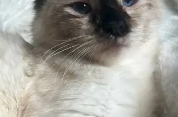Lost cat, Freshwater, New South Wales, Sydney - female Ragdoll, 6 months old - photo