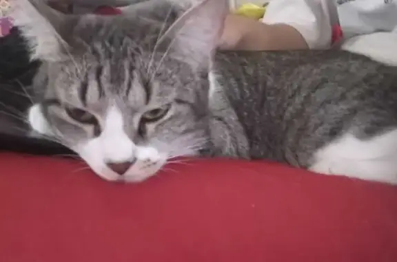 Perdido gato hembra, Calle 25, 219, San Nicolás de los Garza - gris rayada y cariñosa - photo