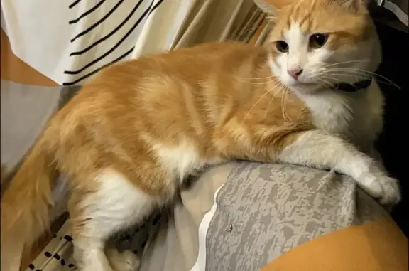 Lost cat, Northwest 29th Manor, 10825, Sunrise - male, ginger chin, floofy tail - photo